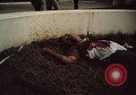 Immagine di Caduti soldati statunitensi in offensiva del Tet Saigon Vietnam, 1968, secondo 39 filmato di repertorio 65675052351