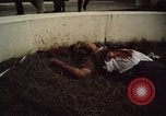 Immagine di Caduti soldati statunitensi in offensiva del Tet Saigon Vietnam, 1968, secondo 40 filmato di repertorio 65675052351