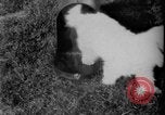 Image of President Warren G Harding Washington DC USA, 1921, second 39 stock footage video 65675052454