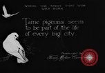 Image of tame pigeons Philadelphia Pennsylvania USA, 1918, second 1 stock footage video 65675052552