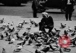Image of tame pigeons Philadelphia Pennsylvania USA, 1918, second 16 stock footage video 65675052552