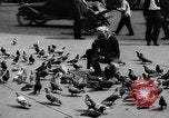 Image of tame pigeons Philadelphia Pennsylvania USA, 1918, second 18 stock footage video 65675052552