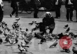 Image of tame pigeons Philadelphia Pennsylvania USA, 1918, second 22 stock footage video 65675052552
