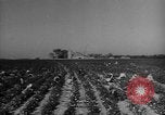 Immagine di Americano africano di cotone di prelievo United States USA, 1930, secondo 17 filmato di repertorio 65675052586