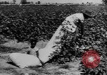Immagine di Americano africano di cotone di prelievo United States USA, 1930, secondo 20 filmato di repertorio 65675052586