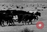 Immagine di I cowboys sul ranch United States USA, 1940, secondo 11 filmato di repertorio 65675052587