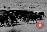 Immagine di I cowboys sul ranch United States USA, 1940, secondo 13 filmato di repertorio 65675052587