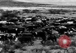 Immagine di I cowboys sul ranch United States USA, 1940, secondo 37 filmato di repertorio 65675052587