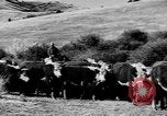 Immagine di I cowboys sul ranch United States USA, 1940, secondo 51 filmato di repertorio 65675052587