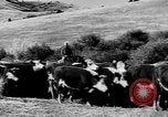 Immagine di I cowboys sul ranch United States USA, 1940, secondo 52 filmato di repertorio 65675052587
