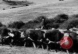 Immagine di I cowboys sul ranch United States USA, 1940, secondo 54 filmato di repertorio 65675052587