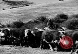 Immagine di I cowboys sul ranch United States USA, 1940, secondo 55 filmato di repertorio 65675052587