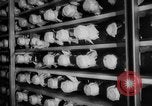 Image of Virologist Jonas Edward Salk United States USA, 1955, second 34 stock footage video 65675052613