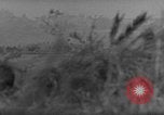 Image of 7th Infantry Division soldiers Okinawa Ryukyu Islands, 1945, second 22 stock footage video 65675052682