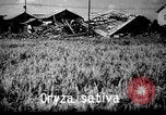 Image of plants and vegetation Hiroshima Japan, 1945, second 35 stock footage video 65675052705