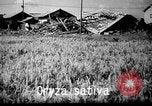 Image of plants and vegetation Hiroshima Japan, 1945, second 36 stock footage video 65675052705