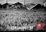 Image of plants and vegetation Hiroshima Japan, 1945, second 37 stock footage video 65675052705