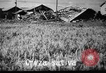 Image of plants and vegetation Hiroshima Japan, 1945, second 38 stock footage video 65675052705