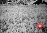 Image of plants and vegetation Hiroshima Japan, 1945, second 40 stock footage video 65675052705