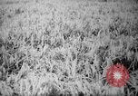 Image of plants and vegetation Hiroshima Japan, 1945, second 41 stock footage video 65675052705