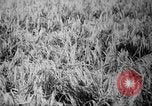 Image of plants and vegetation Hiroshima Japan, 1945, second 42 stock footage video 65675052705