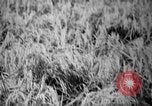 Image of plants and vegetation Hiroshima Japan, 1945, second 43 stock footage video 65675052705