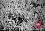 Image of plants and vegetation Hiroshima Japan, 1945, second 44 stock footage video 65675052705