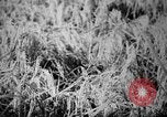 Image of plants and vegetation Hiroshima Japan, 1945, second 45 stock footage video 65675052705