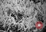 Image of plants and vegetation Hiroshima Japan, 1945, second 46 stock footage video 65675052705
