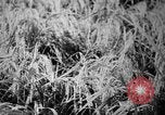 Image of plants and vegetation Hiroshima Japan, 1945, second 47 stock footage video 65675052705