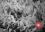 Image of plants and vegetation Hiroshima Japan, 1945, second 48 stock footage video 65675052705