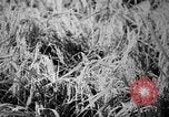 Image of plants and vegetation Hiroshima Japan, 1945, second 49 stock footage video 65675052705