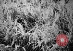 Image of plants and vegetation Hiroshima Japan, 1945, second 51 stock footage video 65675052705