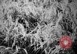 Image of plants and vegetation Hiroshima Japan, 1945, second 52 stock footage video 65675052705