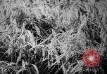 Image of plants and vegetation Hiroshima Japan, 1945, second 53 stock footage video 65675052705
