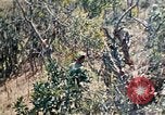 Image 1er bataillon du 5e Régiment de Marines Shima Okinawa îles Ryukyu, 1945, de la seconde 46 séquences d'archives historiques vidéo 65675052748
