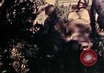 Image of 1st and 2nd Marine Battalions Okinawa Ryukyu Islands, 1945, second 7 stock footage video 65675052760