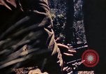 Image of US Marines Okinawa Ryukyu Islands, 1945, second 15 stock footage video 65675052762