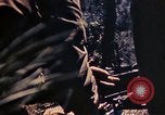 Image of US Marines Okinawa Ryukyu Islands, 1945, second 16 stock footage video 65675052762