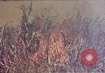 Immagine di Marines Okinawa isole Ryukyu, 1945, secondo 11 filmato di repertorio 65675052787