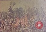 Immagine di Marines Okinawa isole Ryukyu, 1945, secondo 13 filmato di repertorio 65675052787