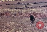 Image of United States Marines Okinawa Ryukyu Islands, 1945, second 52 stock footage video 65675052788