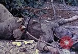 Image of dead bodies of Japanese soldiers Okinawa Ryukyu Islands, 1945, second 7 stock footage video 65675052819