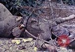 Image of dead bodies of Japanese soldiers Okinawa Ryukyu Islands, 1945, second 10 stock footage video 65675052819