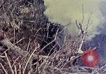 Image of United States Marines Okinawa Ryukyu Islands, 1945, second 43 stock footage video 65675052821