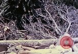 Image of United States Marines Okinawa Ryukyu Islands, 1945, second 59 stock footage video 65675052821