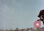 Image of 3rd Battalion 7th Marines Okinawa Ryukyu Islands, 1945, second 33 stock footage video 65675052828