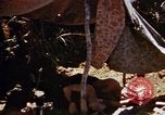 Image of 6th Marines Okinawa Ryukyu Islands, 1945, second 20 stock footage video 65675052835