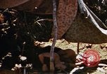 Image of 6th Marines Okinawa Ryukyu Islands, 1945, second 28 stock footage video 65675052835