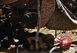Image of 6th Marines Okinawa Ryukyu Islands, 1945, second 29 stock footage video 65675052835